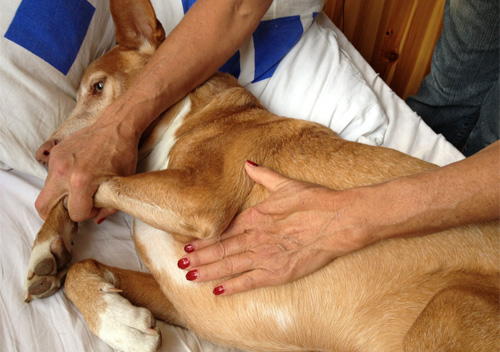 Dr. Susanne Lautner - Erste-Hilfe-Kurs für Hundehalter